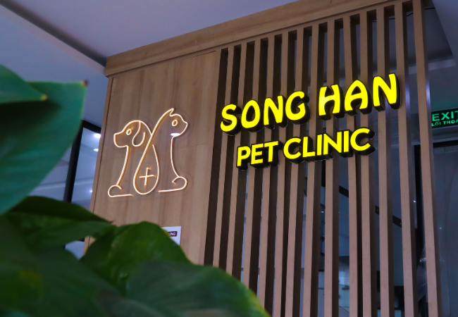 Dịch vụ lưu trú thú cưng tại Sông Hàn Pet