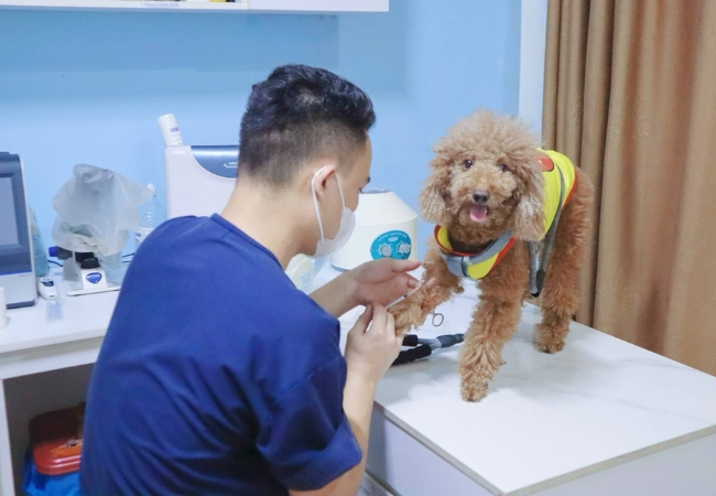 Quy trình triệt sản tại Sông Hàn Pet