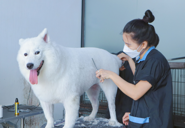 Các dịch vụ spa tại Sông Hàn Pet