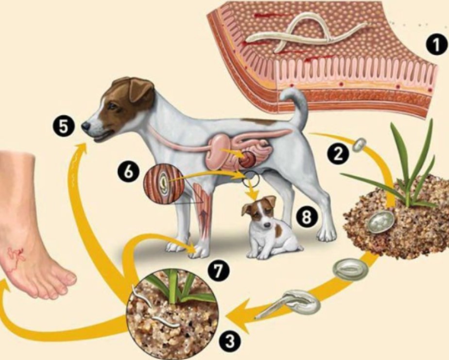 Nguyên nhân gây ra bệnh cầu trùng trên chó