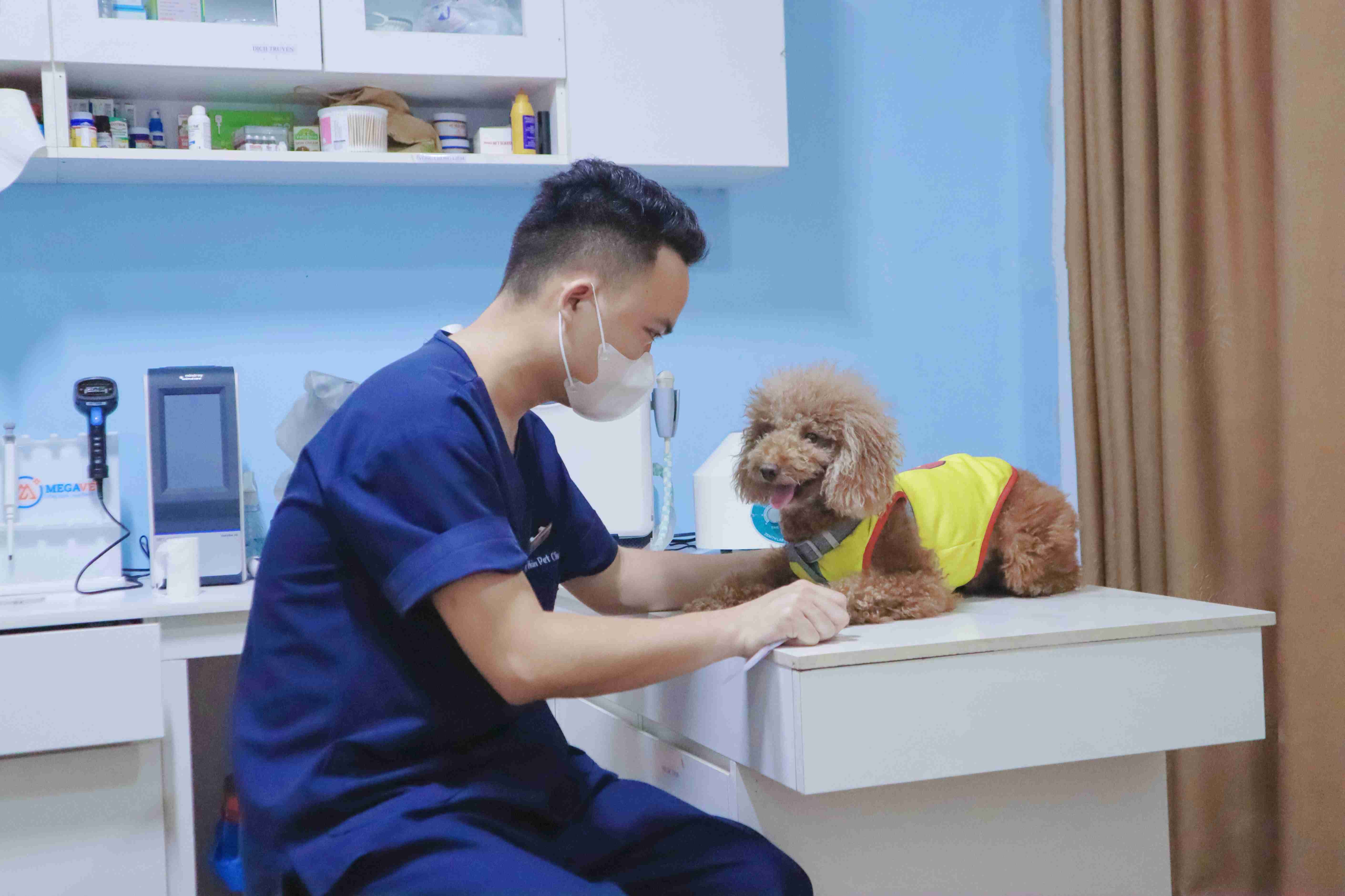 Kiểm tra sức khỏe định kỳ cho chó