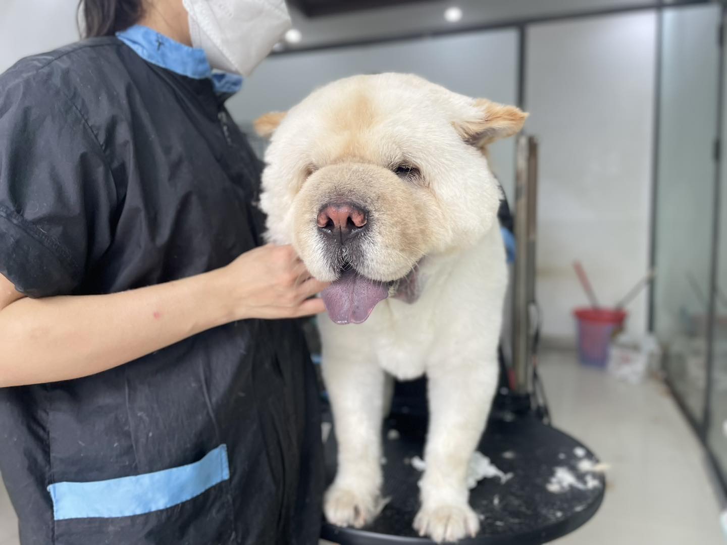 Giống chó ảnh hưởng đến quá trình sinh nở