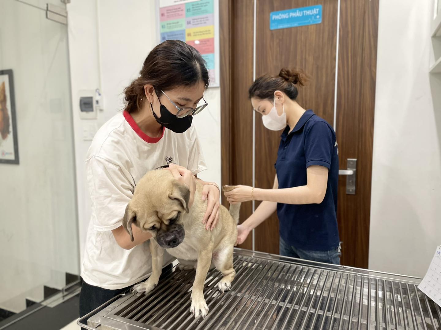 Thụ tinh nhân tạo cho chó đảm bảo an toàn sạch sẽ