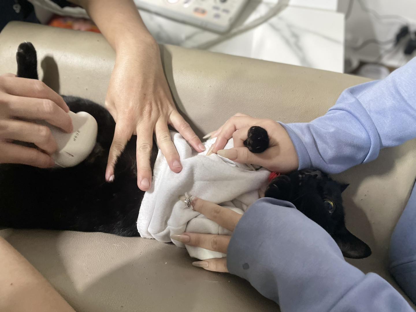 Tiến hành khám tổng quát cho chó bị viêm tử cung