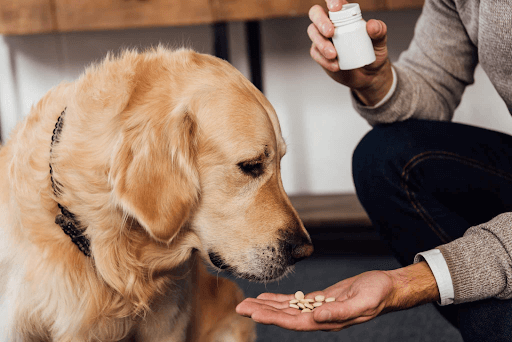 Điều trị babesia trên chó chủ yếu sử dụng các thuốc kháng sinh chuyên dụng