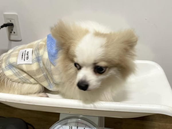 Bệnh care ở chó là bệnh gì?