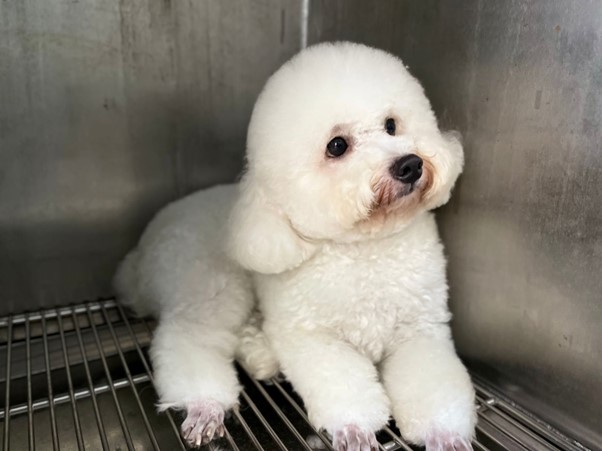 Tìm hiểu về bệnh viêm tai của chó