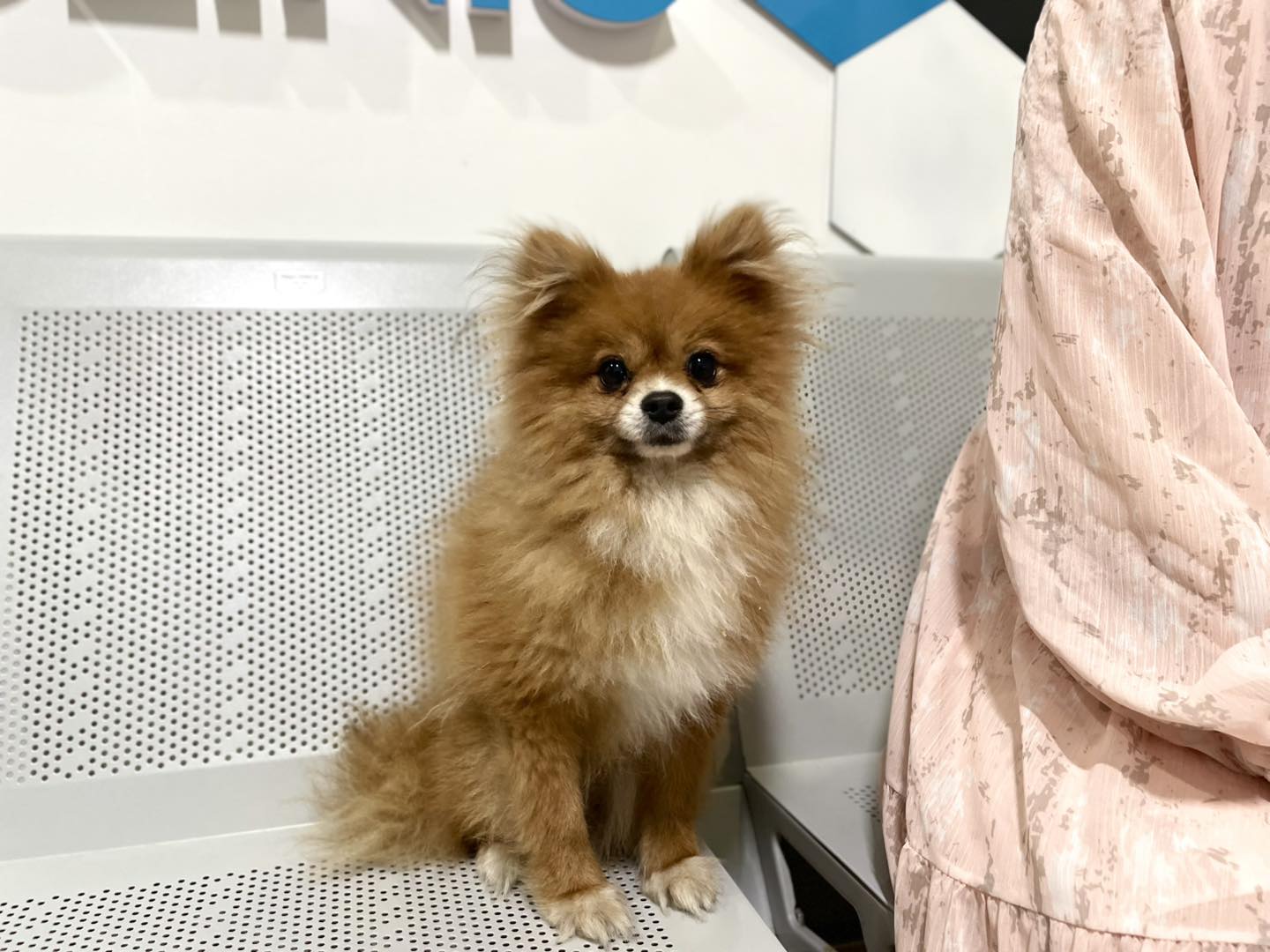 Bổ sung canxi cho chó poodle