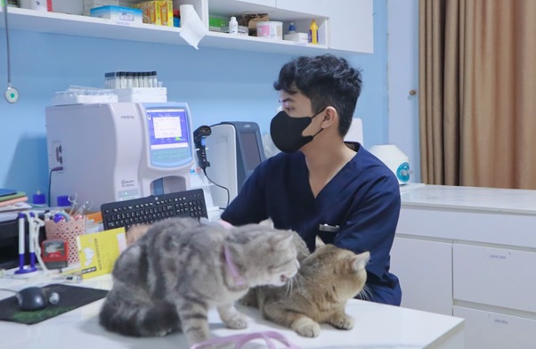 Cách bó bột cho mèo thông thường và phổ biến nhất