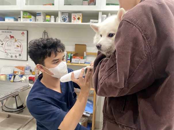 Cách chữa chó bị rối loạn tiêu hóa