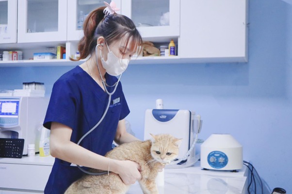 Tìm hiểu cách chữa mèo bị liệt 2 chân sau
