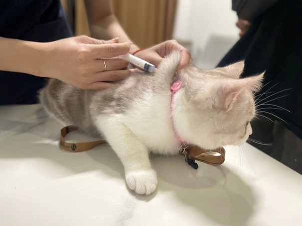 Cách điều trị mèo bị rối loạn tiêu hoá