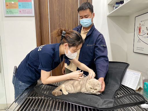 Cách điều trị mèo bị tiểu đường