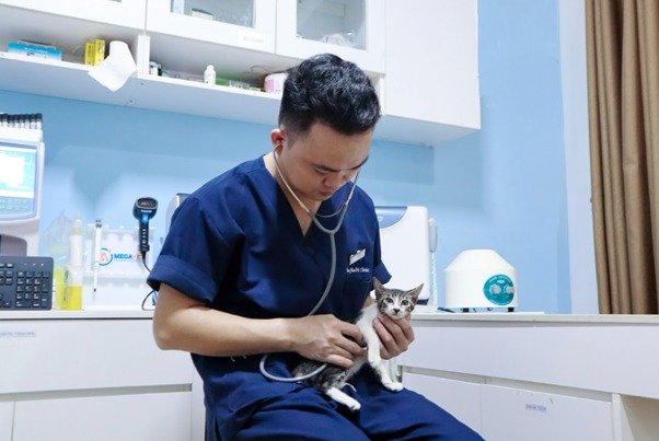 Mèo gãy đuôi nên làm gì để chúng tránh gặp nguy hiểm?