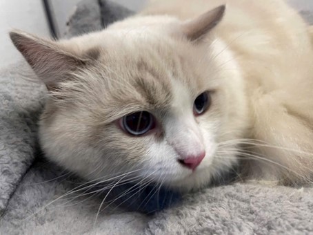 Cách phòng tránh rối loạn tiêu hoá ở mèo