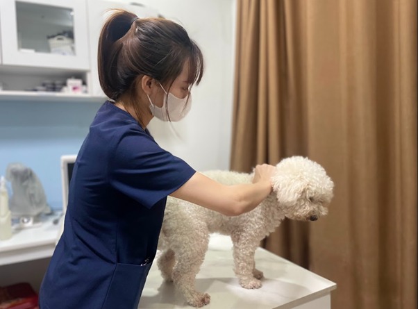 Dấu hiệu chó bị ốm và cách chữa bệnh nhanh chóng, an toàn