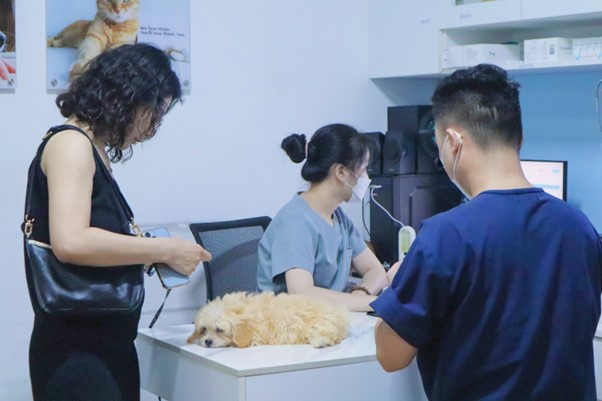 Cầm máu cho chó trong trường hợp chó bị chảy máu