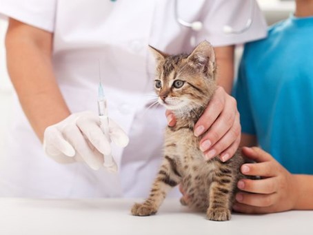 Cần cho mèo khám sức khỏe thường xuyên