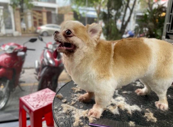 Cân nhắc kỹ lưỡng khi chọn thức ăn cho chó