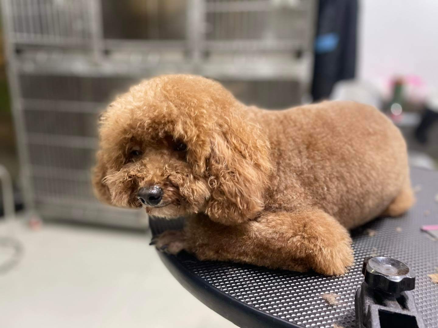 Cắt đuôi chó Poodle có ảnh hưởng gì không?