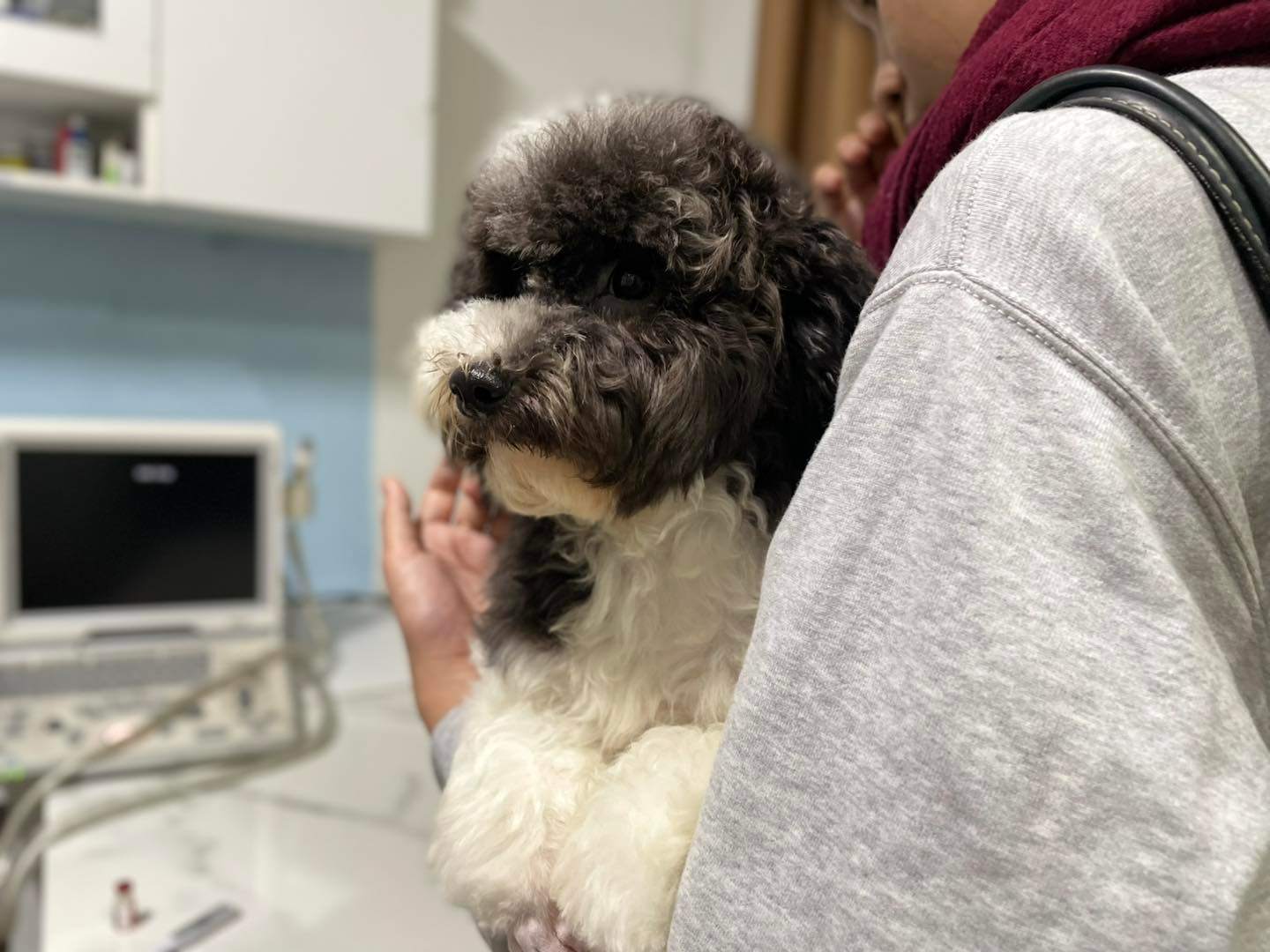 Cắt đuôi chó Poodle có bị cấm không?