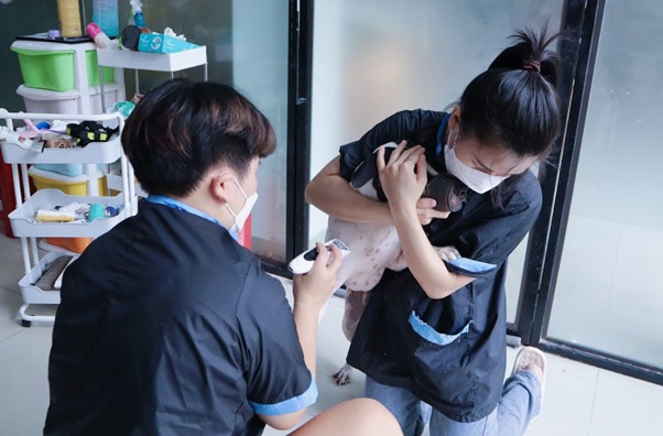 Cấu trúc của miếng đệm thịt ở chân chó
