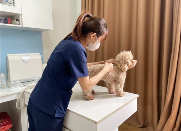 Một số điều cần chú ý khi chăm sóc chó bị viêm vú và nên đưa đi thăm khám
