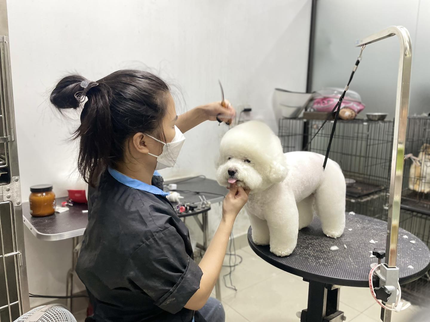 Chăm sóc lông cho chó chuyên nghiệp tại Sông Hàn Pet