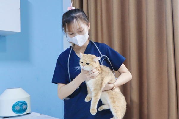 Tại sao bạn nên chăm sóc răng vệ sinh miệng cho mèo?