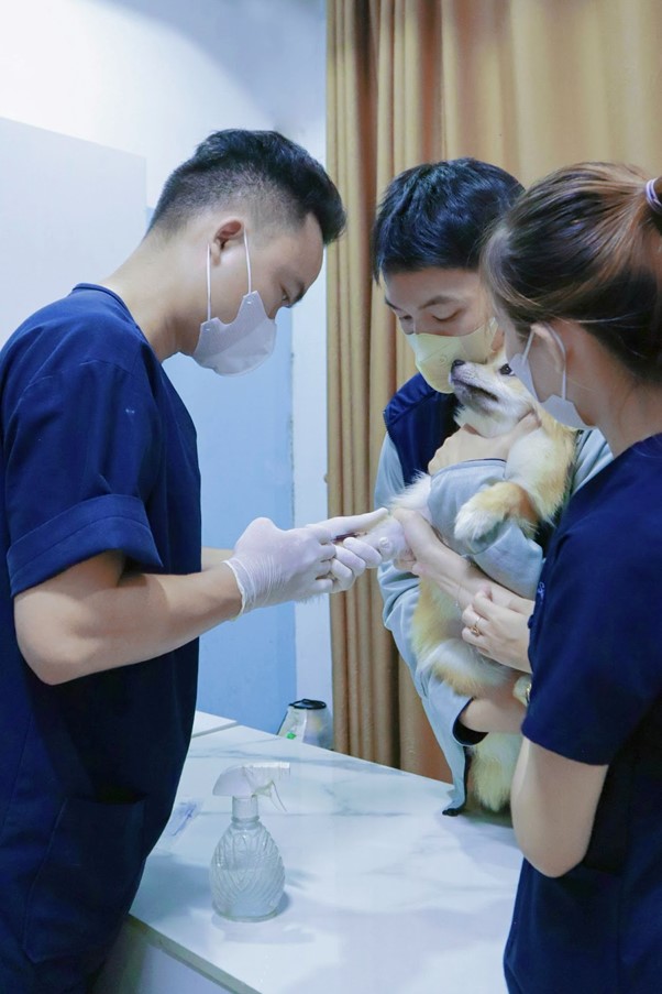 Chân chó bị sưng