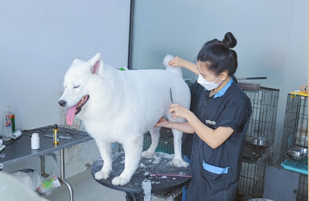 Chẩn đoán chó bị men gan cao