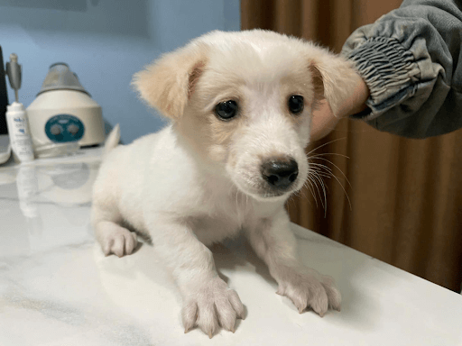 Chẩn đoán và phương pháp điều trị viêm tủy xương ở chó