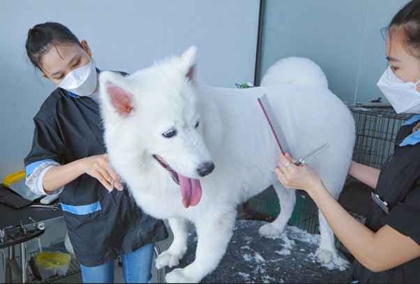 Chế độ vận động phù hợp cho chó lớn tuổi