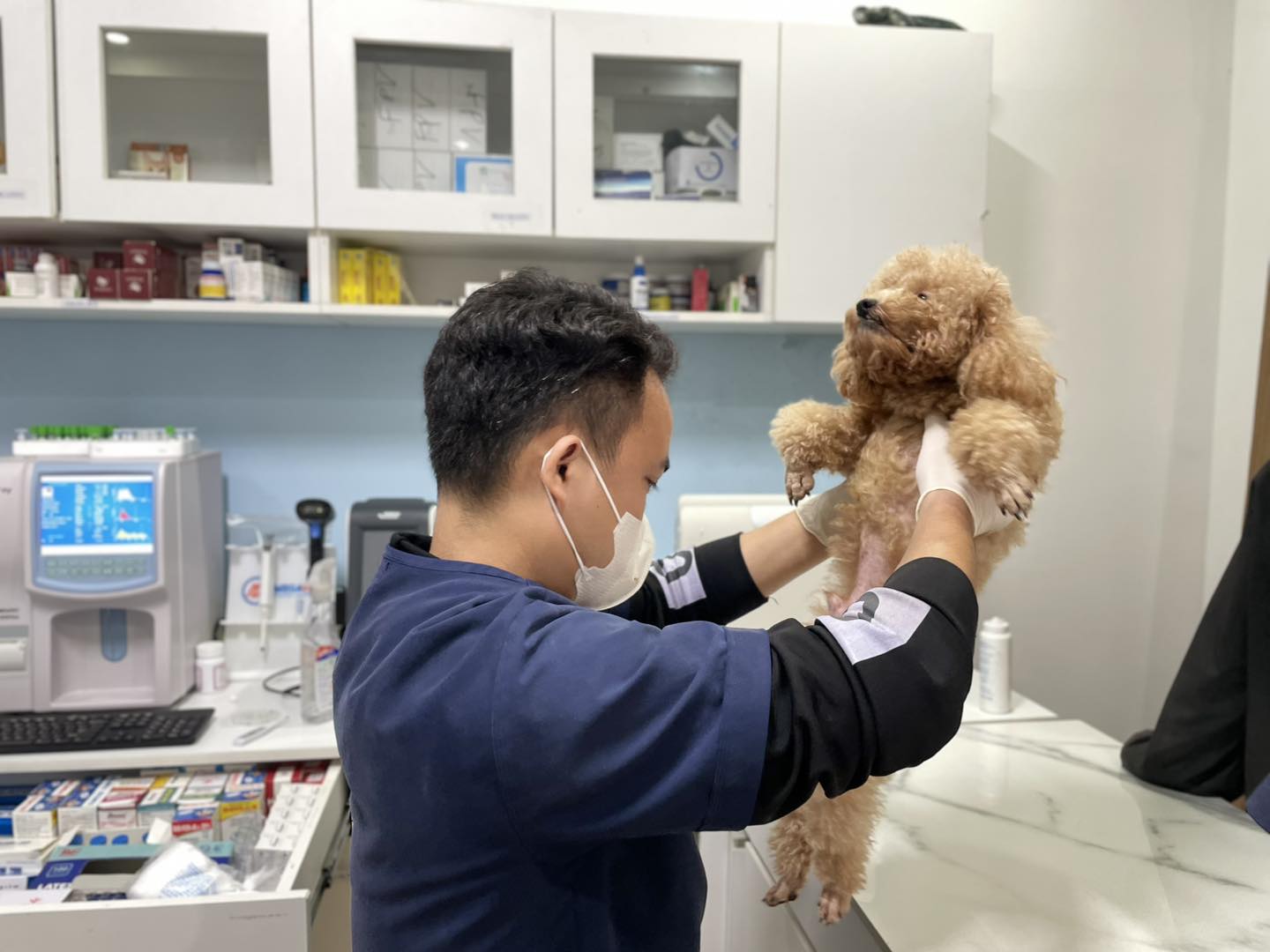 Chó bị giun tim có thể chữa được tùy vào mức độ bệnh