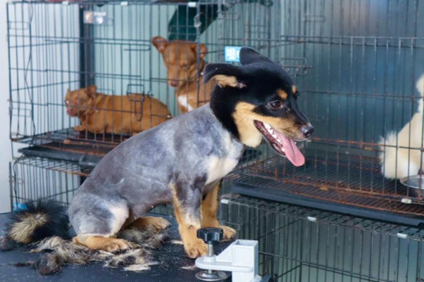 Chó bị lây bệnh care do tiếp xúc với chó bị bệnh
