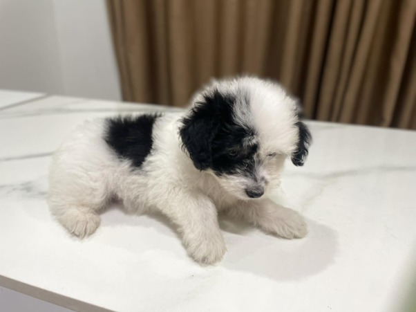 Chó bị táo bón là bệnh gì?