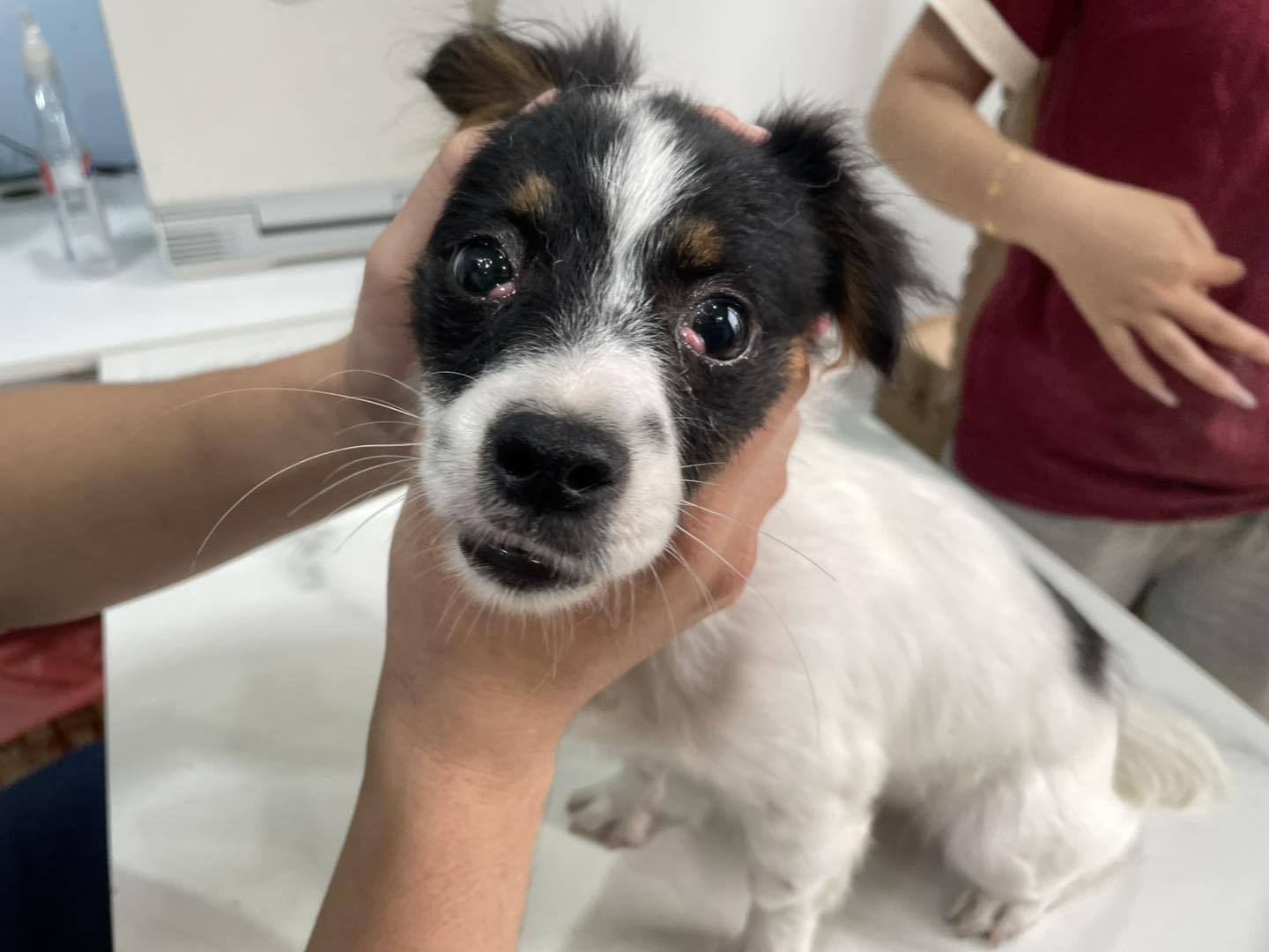 Chó bị teo cơ chân sau