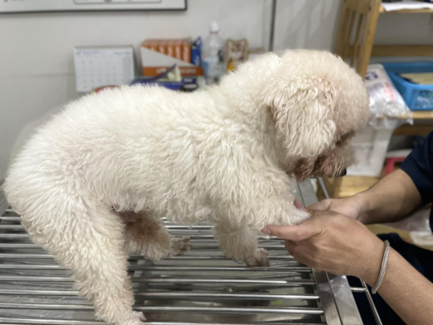 Chó bị thoát vị hiatal