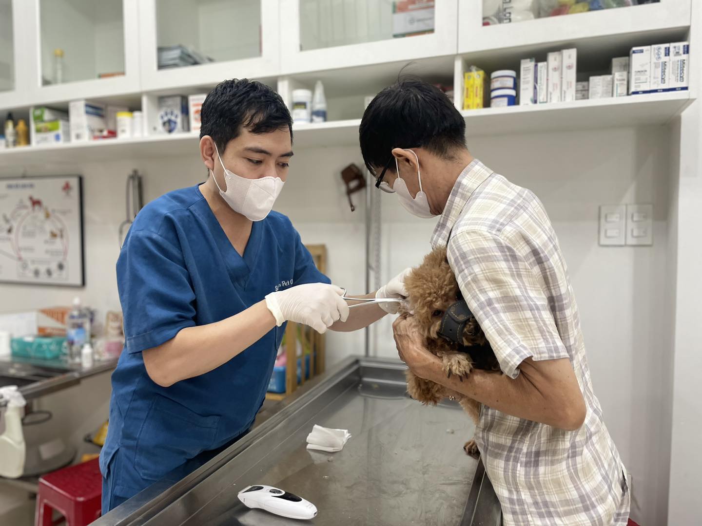 Bệnh thoát vị ở chó: Nguyên nhân, biểu hiện & cách điều trị