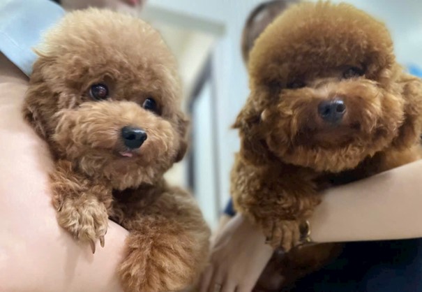 Chó con bị rối loạn tiêu hóa