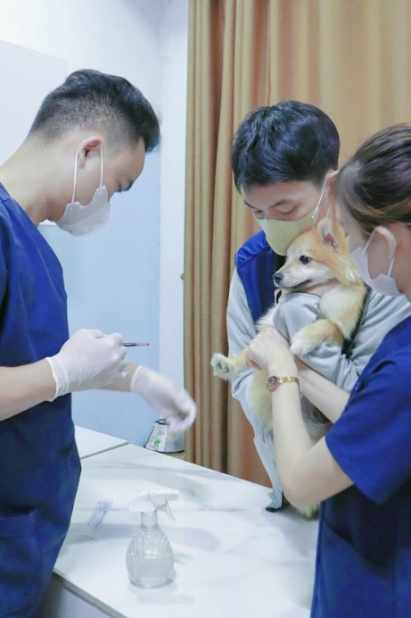 Chó tự gặm chân do bị đau ở bàn chân