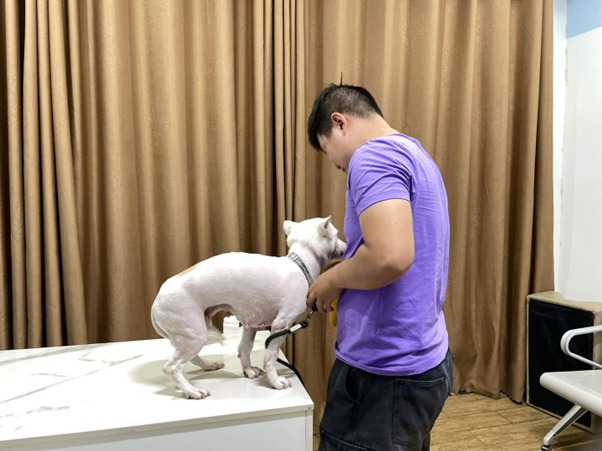 Chữa táo bón cho chó bằng phương pháp tự nhiên