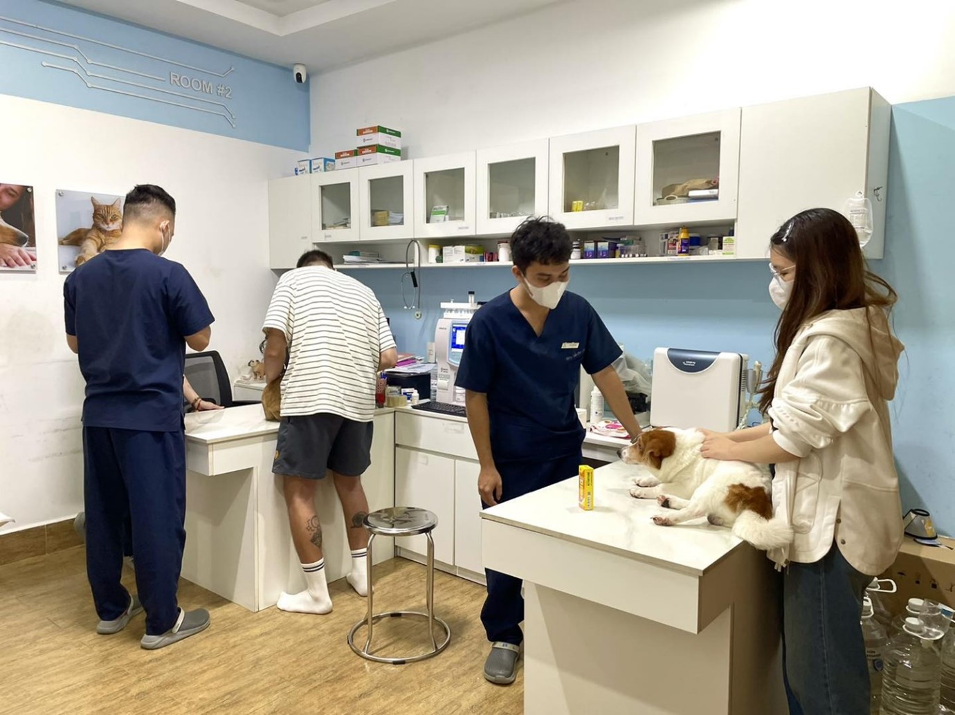 Chữa táo bón cho chó bằng thuốc