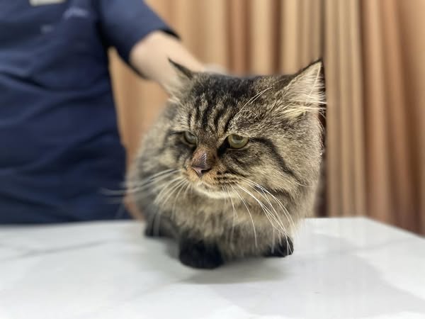 Chữa trị mèo bị hen suyễn như thế nào?