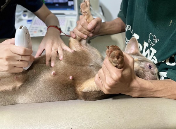 Biểu hiện chó bị đau bụng, nguyên nhân và hướng điều trị