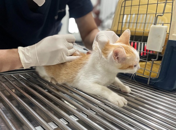 Đặt đồ vật ngoài tầm với của mèo
