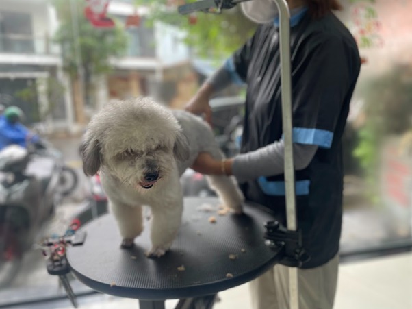Dấu hiệu chó bị men gan cao
