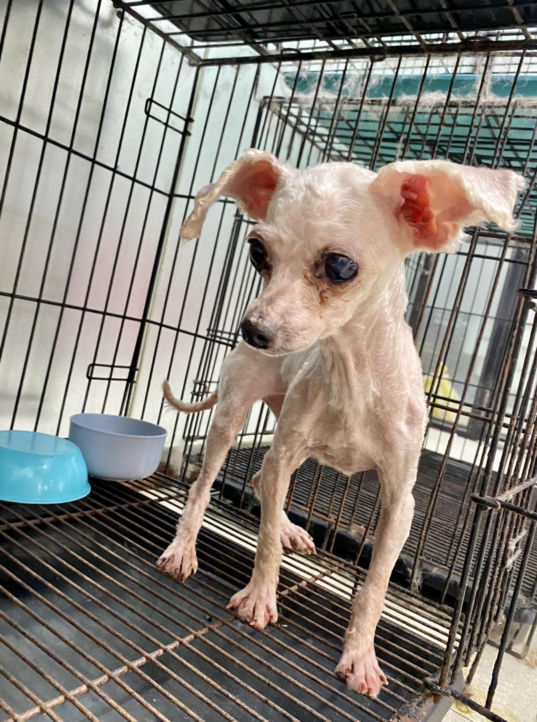 Dấu hiệu chó bị tụt canxi