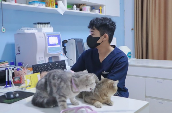 Dấu hiệu nhận biết mèo bị sặc nước