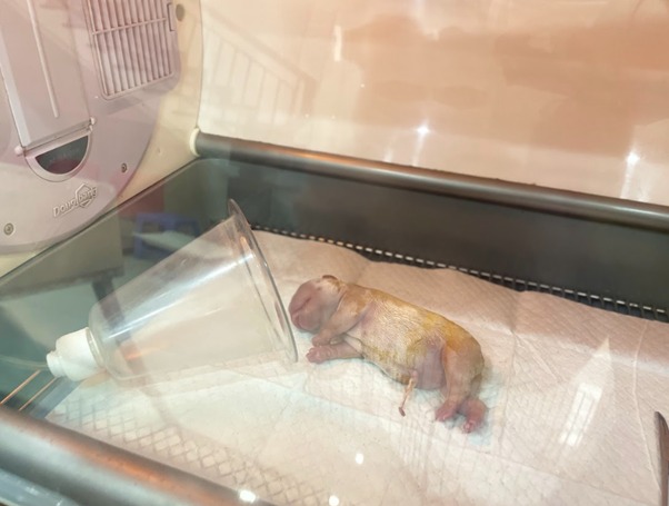 Dấu hiệu nhận biết mèo con bị sặc sữa vào phổi